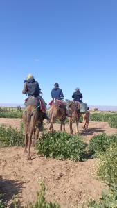 Zvířata v bed and breakfast nebo okolí