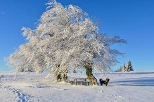 Twee honden staan onder een boom in de sneeuw. bij Apartmaji nad potokom in Železniki