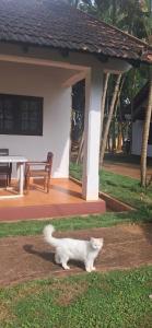 a white cat walking in front of a house at Nadhi Teera Riverside Stay in Kushālnagar