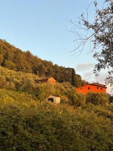 a house on the side of a hill with trees at fienile di frida in Lucca +18 photos
