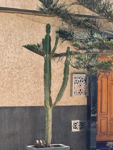 Фотография из галереи Stay And Surf Guesthouse в Агадире +18 фотографий