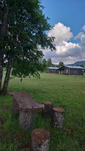 Un grupo de tocones de árboles en un campo con un árbol. en Paraíso Rustico 3, en Curacautín