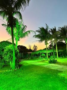 een groep palmbomen in een groene tuin bij Chácara do sossego in Viçosa do Ceará