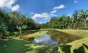een rivier in het midden van een veld met bomen bij PARAISO do TOMATE in Antonina