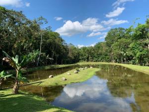 een groep schapen die in het gras naast een rivier liggen bij PARAISO do TOMATE in Antonina