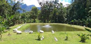 een groep vogels die rond een vijver staan bij PARAISO do TOMATE in Antonina +12 foto's