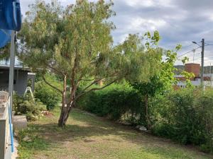 two trees in a yard next to a house at Aguaribay in Villa Los Aromos