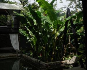 Canaima Chill House في شاطئ سانتا تيريزا: الزرع في الزرع بجانب المسبح