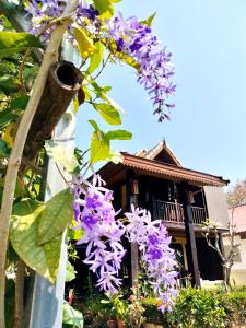 Sukjai Homestay في شيانغ ماي: شجرة مع الزهور الأرجوانية أمام المبنى