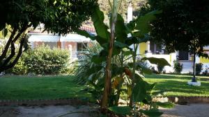 a small tree in the middle of a yard at Elisabeth Villas in Kerveli