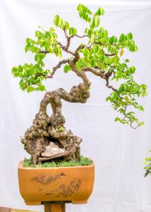 Fotografie z fotogalerie ubytování Bonsai Villa Hoi An v destinaci Hoi An