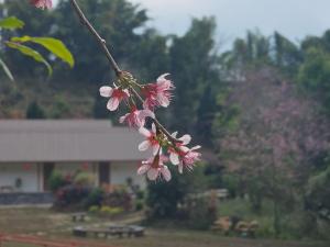 O grădină în afara Baan Daeng Resort บ้านรักไทย +36 fotografii