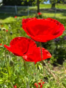 three red poppies in a field of flowers at wyeangta - Woodbridge Waterfront Retreat in Woodbridge +59 photos