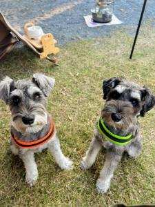 twee kleine honden staan in het gras bij 高平ハウス Room201 in Nagasaki
