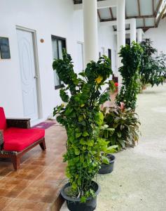 Imagine din galeria proprietății Vegas Thoddoo Maldives Extension în Thoddoo