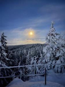een met sneeuw bedekte boom met de zon op de achtergrond bij Agroturystyka Monte Luna in Czarnów +11 foto's
