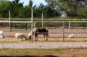 Gallery image of Tavaresinn Bed and Breakfast in Alamogordo