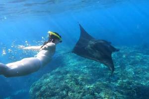 a woman swimming in the ocean with a whale shark at Pondok Lembongan in Nusa Lembongan