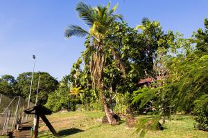 a palm tree in a field next to a fence at Cocon Madeleine Confort et piscine wifi et climatisation in Cayenne