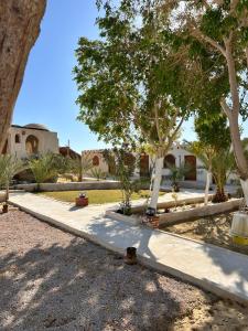 Moon_Valley_Siwa في سيوة: ممشى به اشجار ومبنى في الخلف