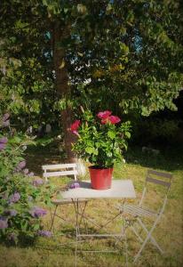 a potted plant sitting on top of a table at "Chambre 2", Ferme de la Volière in Gidy +1 photo