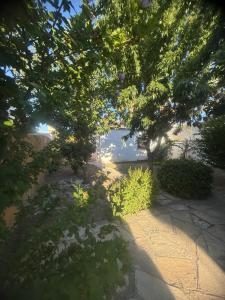 Κήπος έξω από το OLO Hostel & Bar Club VIEDMA