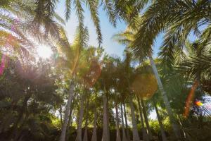 a group of palm trees with the sun behind them at Apartamentos El Palmeral de Madaria in Alicante +59 photos