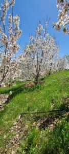 Un grupo de árboles con flores blancas en una colina. en Auberge panorama, en Kasba des Aït Athmane 16 fotos más