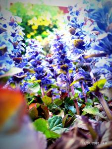 Aja Village Resort في بارو: حفنة من الزهور الأرجوانية في حقل