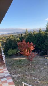 Cabañas el atardecer de Andrés - Flor Serrana - Tanti في تانتي: شجرة ذات أوراق حمراء في فناء به شرفة +5 صور