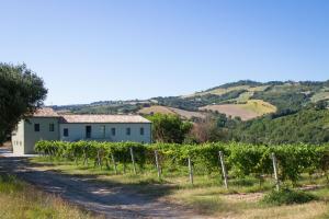 a vineyard with a building and a bunch of vines at Italian Experience-Villa Zena in Cupramontana