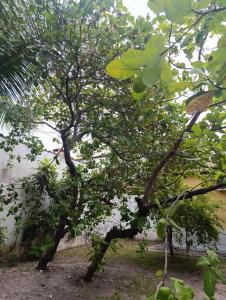 Κήπος έξω από το Casa de Maria - Tamandaré