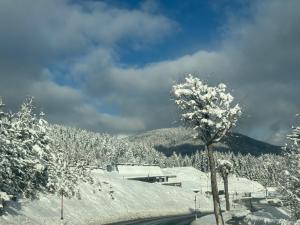 a tree covered in snow next to a road at Andys Secret Apartment in Leutasch