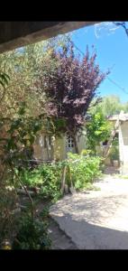 a view of a yard with a tree and a house at Delsur in Neuquén