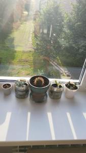 Κήπος έξω από το Sea Breeze Apartment