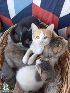 a group of cats and rabbits in a basket at Nubian Lotus in Aswan