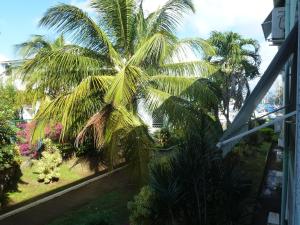 - Balcón con vistas a una palmera en Bonite, en Les Trois-Îlets