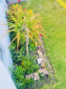 a plant in a garden next to a house at The best uptown experience in the windy city in Gqeberha