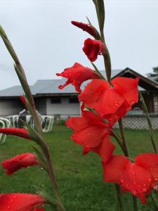 Sky view Resort Shogran في Shongran: مجموعة من الزهور الحمراء عليها قطرات ماء