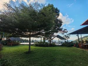 Banchomdoi Resort PhaTang บ้านชมดอยรีสอร์ทผาตั้ง في Ban Pha Tang: شجرة في وسط ميدان عشبي