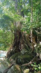 Zen and cozy escape between sea, mountain and river في بوانت-نوار: شجرة تنمو من كومة من الصخور +6 صور