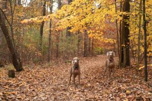 two dogs standing on a trail in the woods at Serene Cabin Overlooking Large Pond in Brevard +48 photos