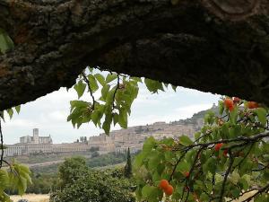 a view of the city of acropolis from a tree at Assisi - Appartamento Maristella in Santa Maria degli Angeli