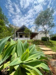 Vườn quanh Casa ROOTS