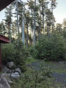 una vista de un bosque con árboles y rocas en Cabañas mountain Native forest, en Voipire