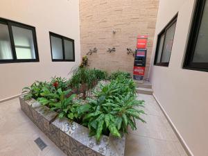 a plant planter in the side of a building at Grand Fifty Suites in Playa del Carmen +118 photos