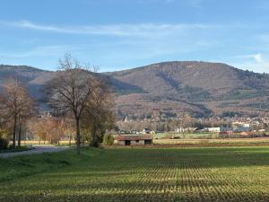 Gîte le Nid في Uffholtz: حقل من العشب مع جبل في الخلفية