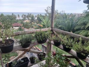 a bunch of potted plants sitting on a fence at Casa de praia Laranja a beira-mar in Ilhéus