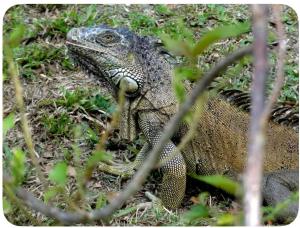 Fotografie z fotogalerie ubytování Howler House over the River v destinaci Belize City