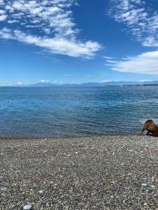un perro yaciendo en la orilla de un cuerpo de agua en Cabaña entre mares Huelmo, en Puerto Montt 48 fotos más